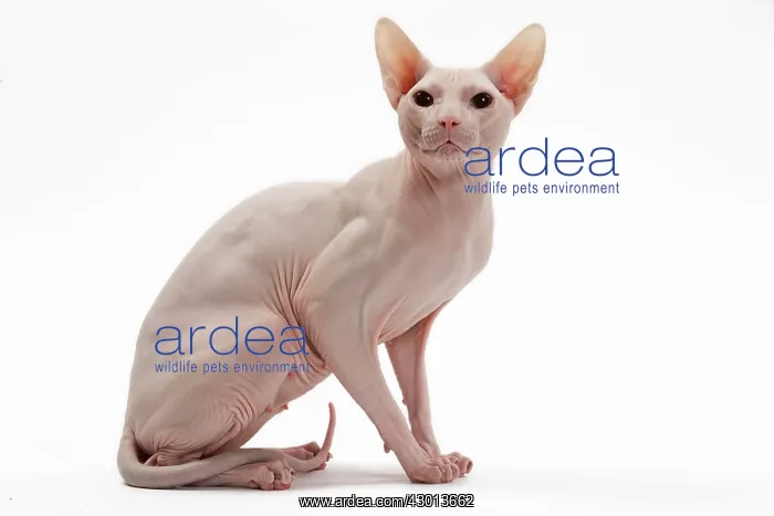  : Cat Donskoy