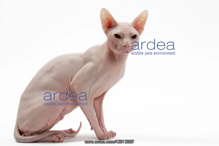  : Cat Donskoy