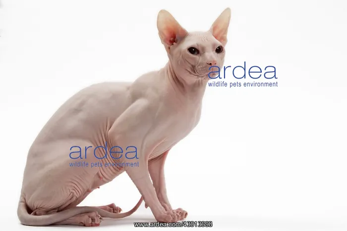  : Cat Donskoy