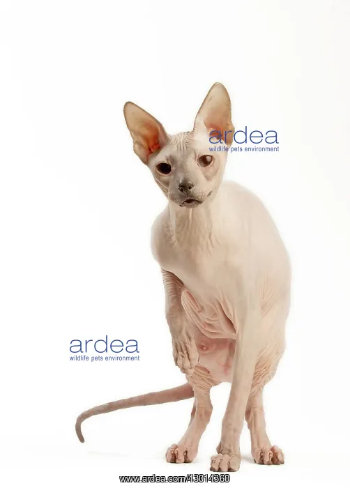  : Cat Donskoy