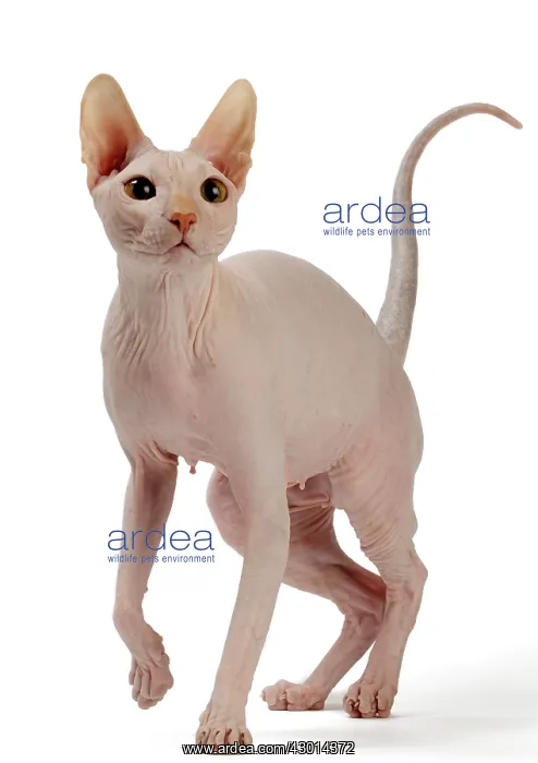  : Cat Donskoy