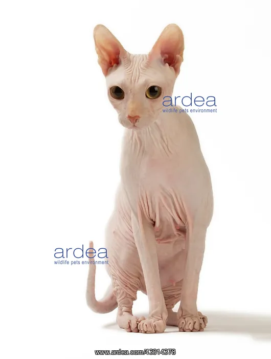  : Cat Donskoy