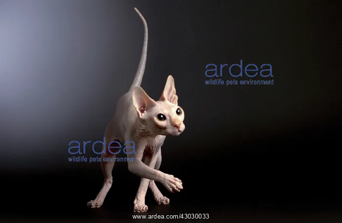  : Cat Donskoy