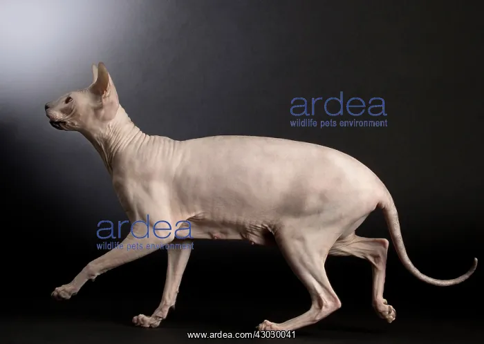  : Cat Donskoy