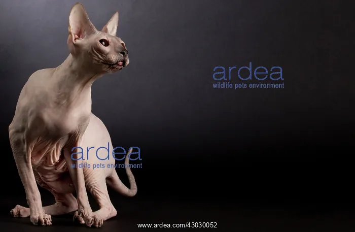  : Cat Donskoy