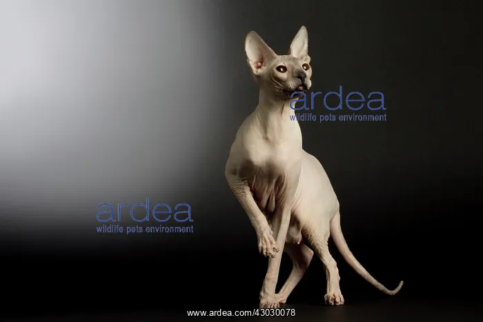  : Cat Donskoy