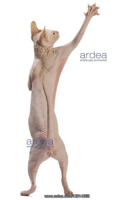  : Cat Donskoy on hind legs dancing