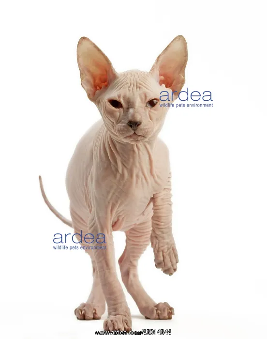  : Cat Donskoy kitten