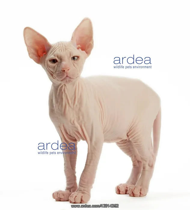  : Cat Donskoy kitten