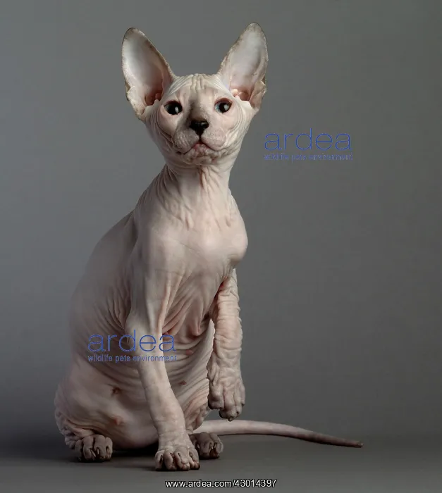  : Cat Donskoy kitten
