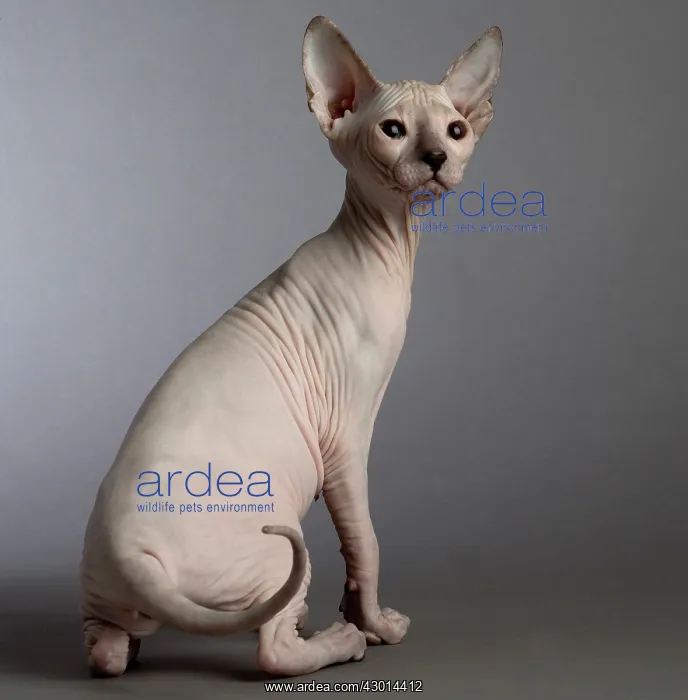  : Cat Donskoy kitten