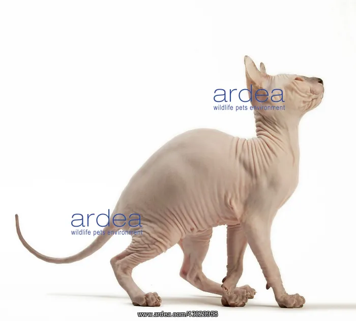  : Cat Donskoy kitten