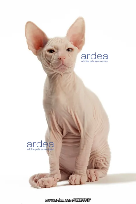  : Cat Donskoy kitten