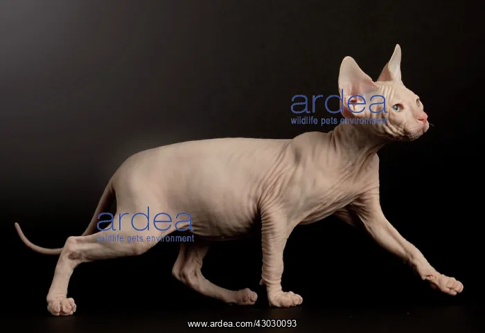  : Cat Donskoy kitten