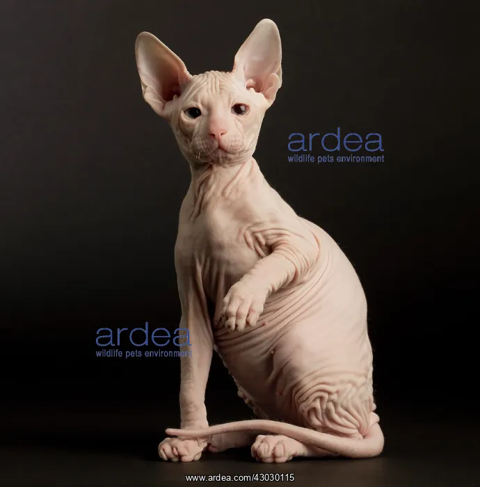  : Cat Donskoy kitten