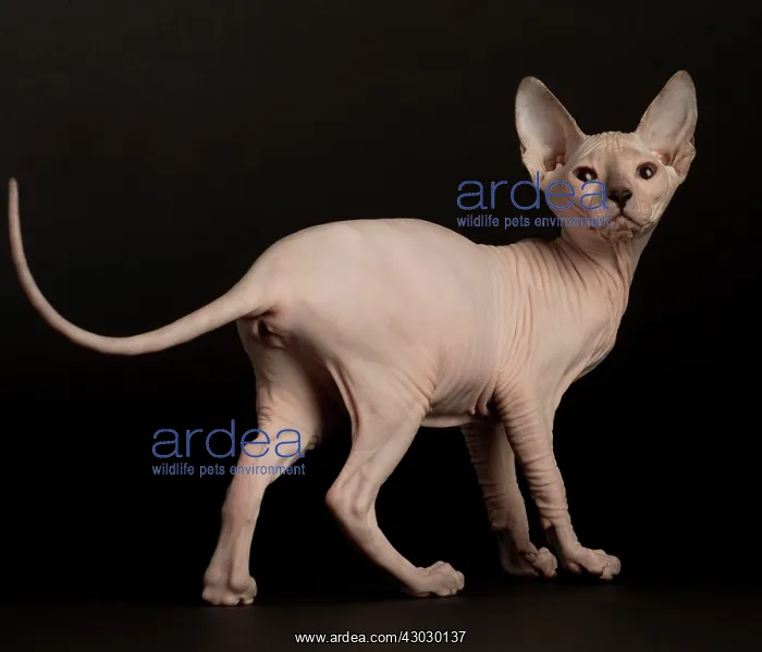  : Cat Donskoy kitten