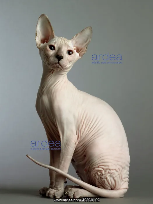  : Cat Donskoy kitten