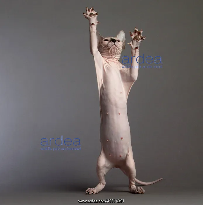  : Cat Donskoy kitten on hind legs dancing