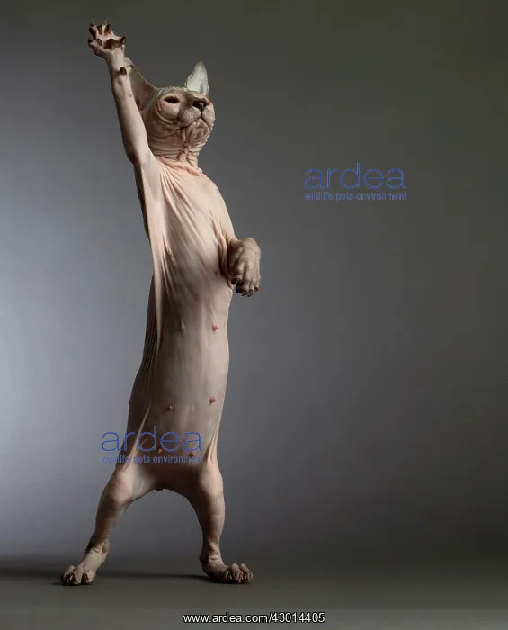  : Cat Donskoy kitten on hind legs dancing