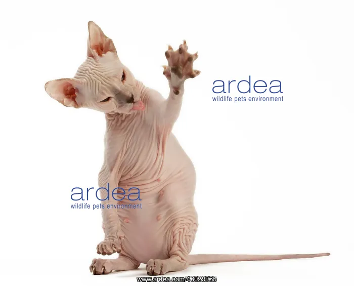  : Cat Donskoy kitten. pawing