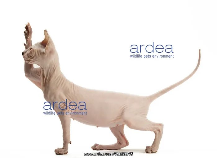  : Cat Donskoy kitten. pawing