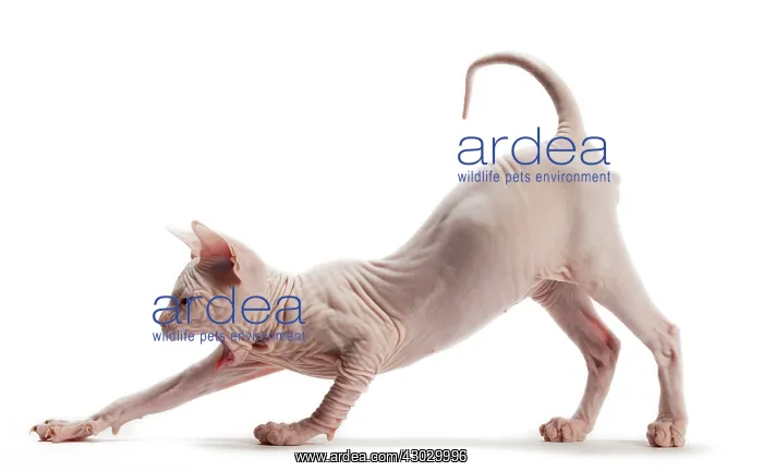  : Cat Donskoy kitten. stretching