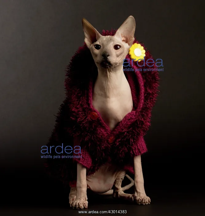 : Cat Donskoy kitten. wearing woolly jumper : Cat Donskoy kitten. wearing woolly jumper