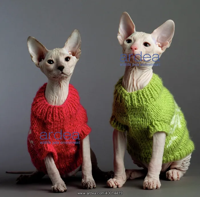  : Cat Donskoy kittens. in woolly jumpers
