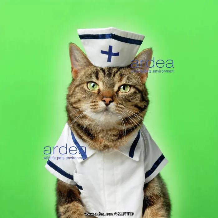 : Cat dressed in Blue Cross nurse uniform : Cat dressed in Blue Cross nurse uniform