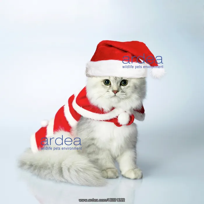 : Cat Dressed for Christmas in coat and hat : Cat Dressed for Christmas in coat and hat