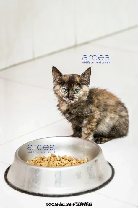 : Cat with dried catfood in bowl Allariz, Galicia, Spain : Cat with dried catfood in bowl Allariz, Galicia, Spain