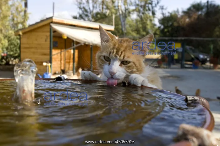 : Cat drinking in a fountain in a sanctuary for cats Cyprus : Cat drinking in a fountain in a sanctuary for cats Cyprus
