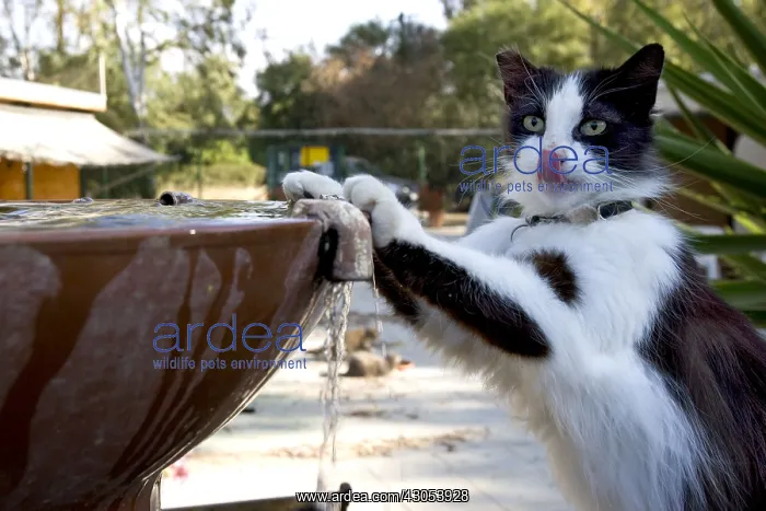 : Cat drinking in a fountain in a sanctuary for cats Cyprus : Cat drinking in a fountain in a sanctuary for cats Cyprus