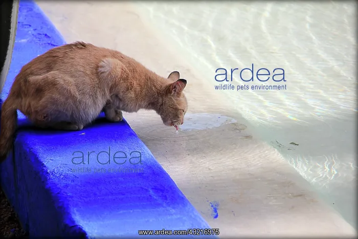 : Cat drinking from a pool -Jardin Majorelle Marrakech Morocco : Cat drinking from a pool -Jardin Majorelle Marrakech Morocco