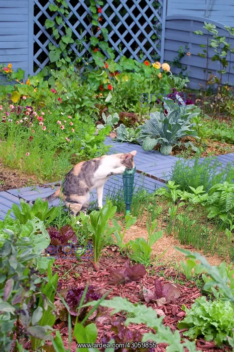 : Cat drinking at a rain gauge in kitchen garden : Cat drinking at a rain gauge in kitchen garden