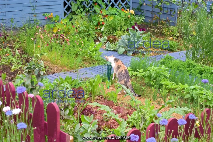 : Cat drinking at a rain gauge in kitchen garden : Cat drinking at a rain gauge in kitchen garden