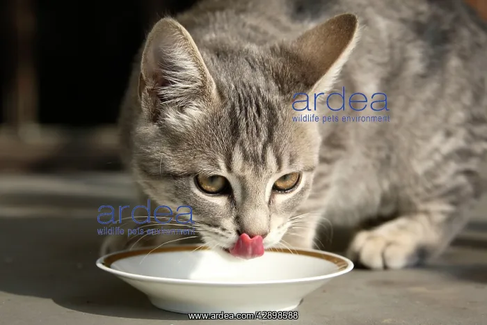  : Cat - drinking from saucer