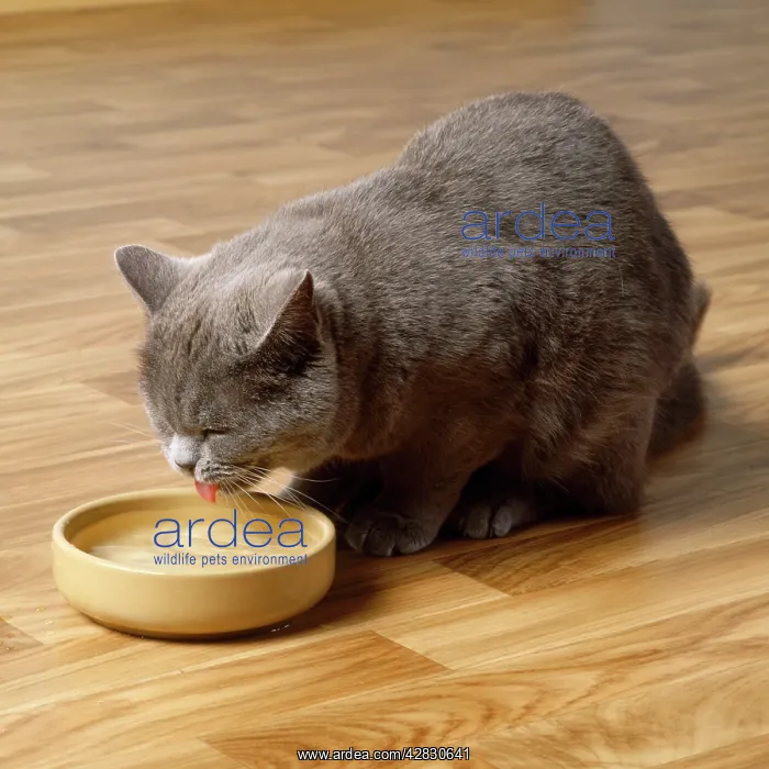 : Cat - drinking water : Cat - drinking water