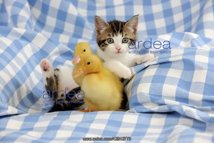 : CAT & DUCK. Kitten lying on back next to two ducklings : CAT & DUCK. Kitten lying on back next to two ducklings