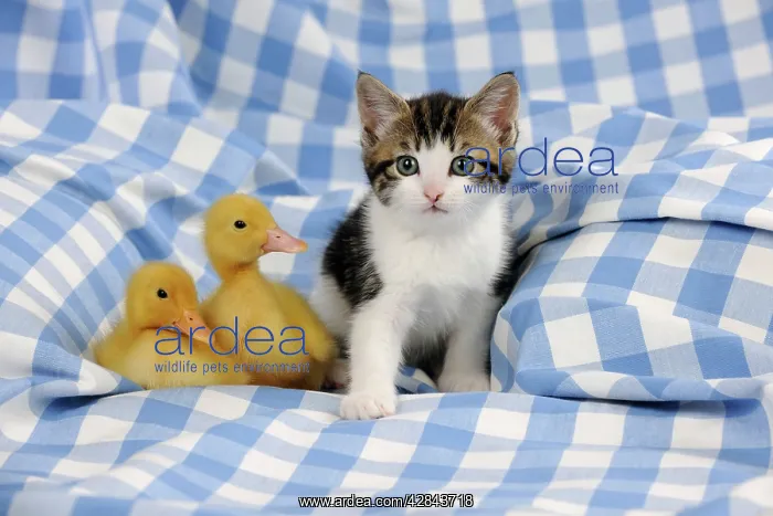 : CAT & DUCK. Kitten sitting next to two ducklings sitting : CAT & DUCK. Kitten sitting next to two ducklings sitting