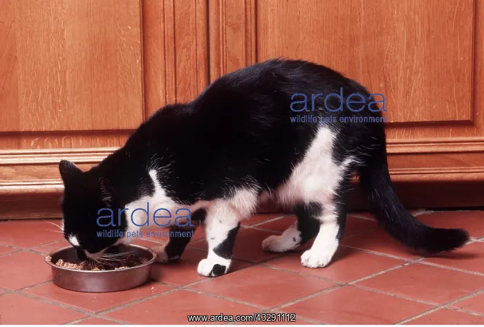: CAT - eating from bowl on kitchen floor : CAT - eating from bowl on kitchen floor