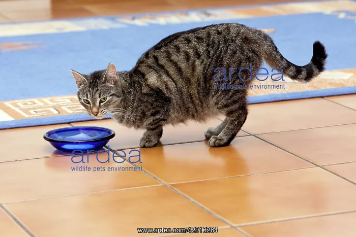 : Cat - eating from dish in kitchen : Cat - eating from dish in kitchen