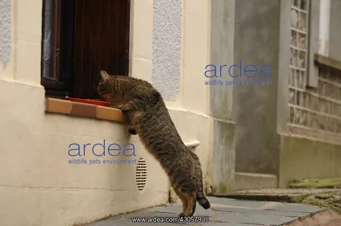 : Cat eating on the edge of a window Yport : Cat eating on the edge of a window Yport