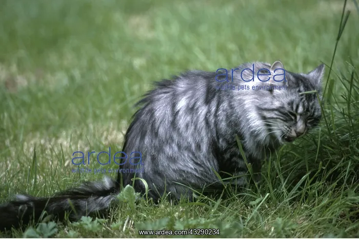 : CAT - eating grass to aid digestion : CAT - eating grass to aid digestion