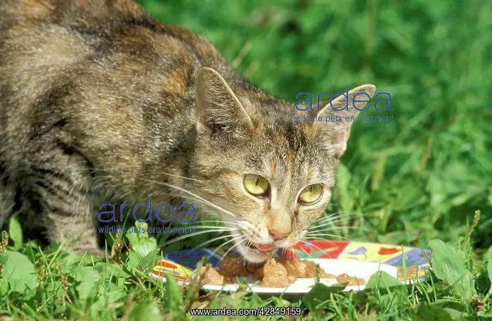  : CAT - eating outside on grass