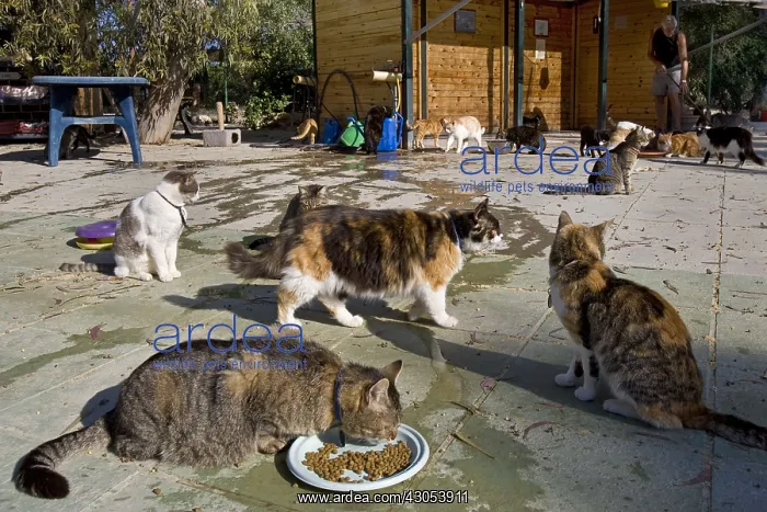: Cat eating in a sanctuary for cats Cyprus : Cat eating in a sanctuary for cats Cyprus