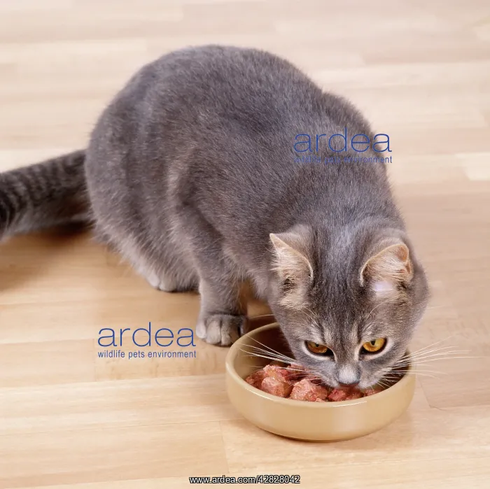 : Cat - eating wet food in bowl : Cat - eating wet food in bowl