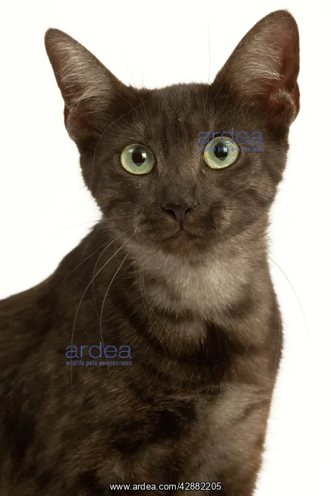  : Cat - Egyptian Mau