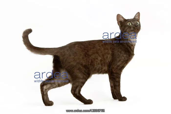  : Cat - Egyptian Mau