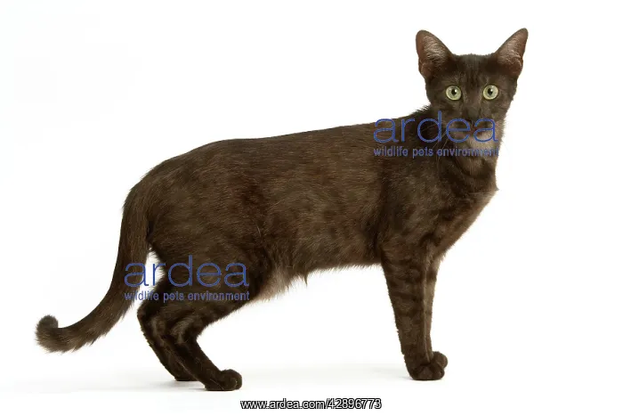  : Cat - Egyptian Mau